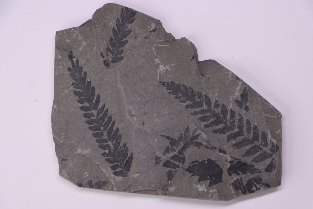 Fougère:  PECOPTERIS POLYMORPHA (Brongniart)  Stephanian (carboniferous)  Sanvignes les Mines (71) FRANCE