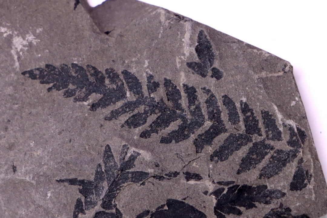 Fougère:  PECOPTERIS POLYMORPHA (Brongniart)  Stephanian (carboniferous)  Sanvignes les Mines (71) FRANCE