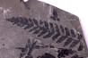 Fougère: PECOPTERIS POLYMORPHA (Brongniart) Stephanian (carboniferous) Sanvignes les Mines (71) FRANCE