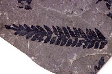 Fougère:  PECOPTERIS POLYMORPHA (Brongniart)  Stephanian (carboniferous)  Sanvignes les Mines (71) FRANCE