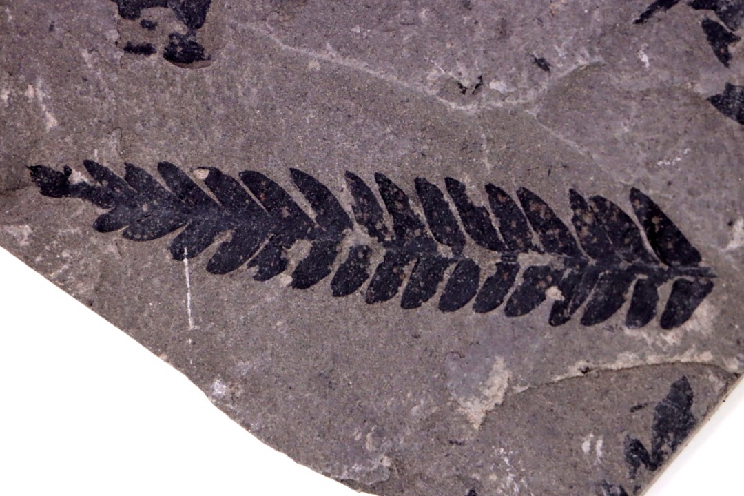 Fougère:  PECOPTERIS POLYMORPHA (Brongniart)  Stephanian (carboniferous)  Sanvignes les Mines (71) FRANCE