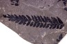 Fougère: PECOPTERIS POLYMORPHA (Brongniart) Stephanian (carbonifere) Sanvignes les Mines (71) FRANCE