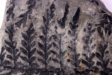 Fougère:  PECOPTERIS integra (Andrae, 1849)  Stephanian (carbonifère)  Sanvignes les Mines (71) FRANCE