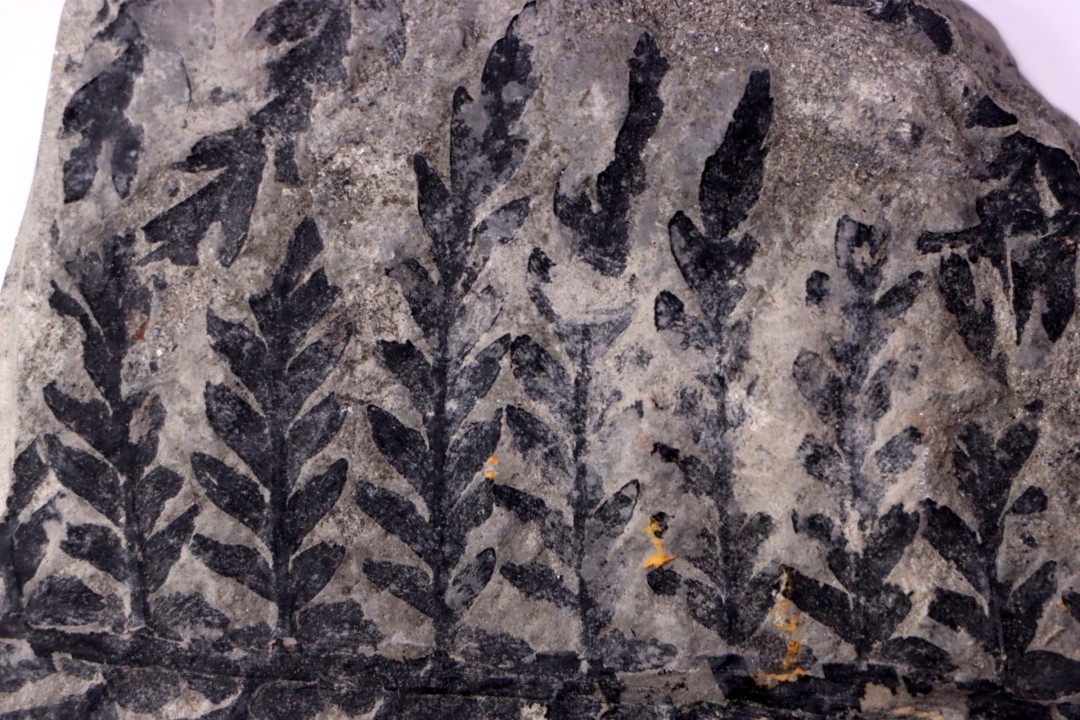 Fougère:  PECOPTERIS integra (Andrae, 1849)  Stephanian (carbonifère)  Sanvignes les Mines (71) FRANCE