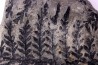 Fougère: PECOPTERIS integra (Andrae, 1849) Stephanian (carbonifère) Sanvignes les Mines (71) FRANCE
