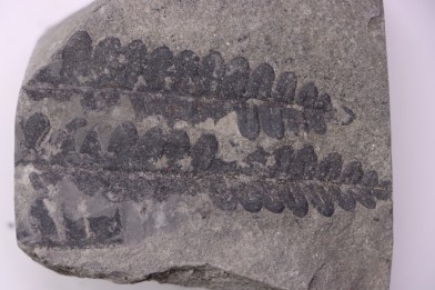 Fougère:  PECOPTERIS POLYMORPHA (Brongniart)  Stephanian (carboniferous)  Sanvignes les Mines (71) FRANCE