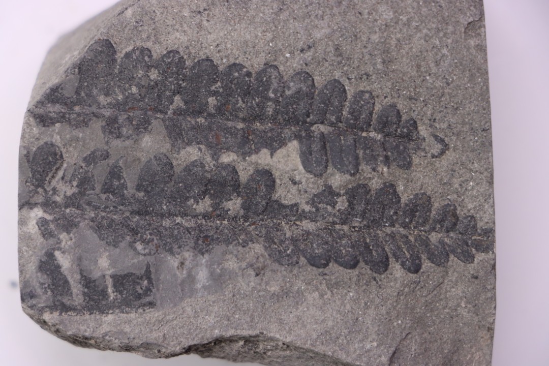 Fougère:  PECOPTERIS POLYMORPHA (Brongniart)  Stephanian (carboniferous)  Sanvignes les Mines (71) FRANCE