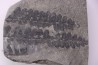 Fougère: PECOPTERIS POLYMORPHA (Brongniart) Stephanian (carboniferous) Sanvignes les Mines (71) FRANCE