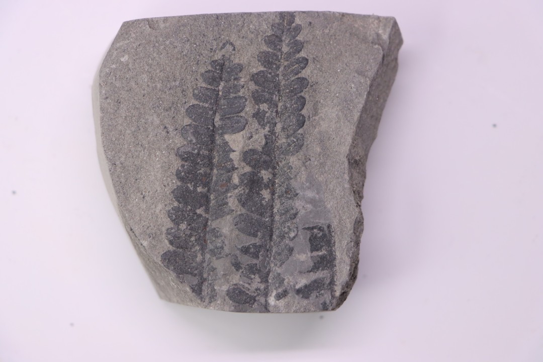Fougère: PECOPTERIS POLYMORPHA (Brongniart) Stephanian (carbonifere) Sanvignes les Mines (71) FRANCE