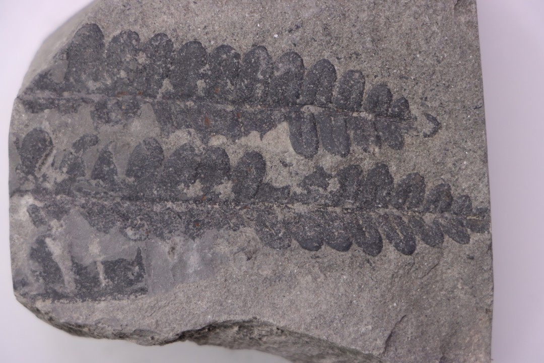 Fougère: PECOPTERIS POLYMORPHA (Brongniart) Stephanian (carbonifere) Sanvignes les Mines (71) FRANCE
