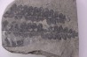 Fougère: PECOPTERIS POLYMORPHA (Brongniart) Stephanian (carbonifere) Sanvignes les Mines (71) FRANCE