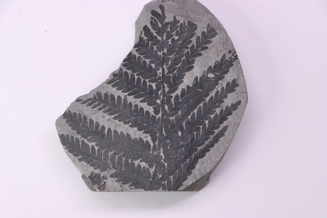 Fougère: PECOPTERIS POLYMORPHA (Brongniart) Stephanian (carbonifere) Sanvignes les Mines (71) FRANCE