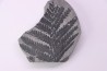 Fougère:  PECOPTERIS POLYMORPHA (Brongniart)  Stephanian (carboniferous)  Sanvignes les Mines (71) FRANCE