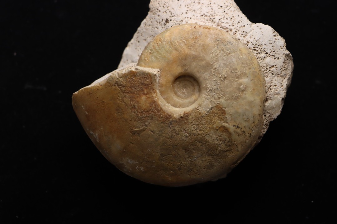 Sublunuloceras gr. virguloides (Gerard et  Contaut, 1936)  - callovian - Montreuil Bellay - FRANCE