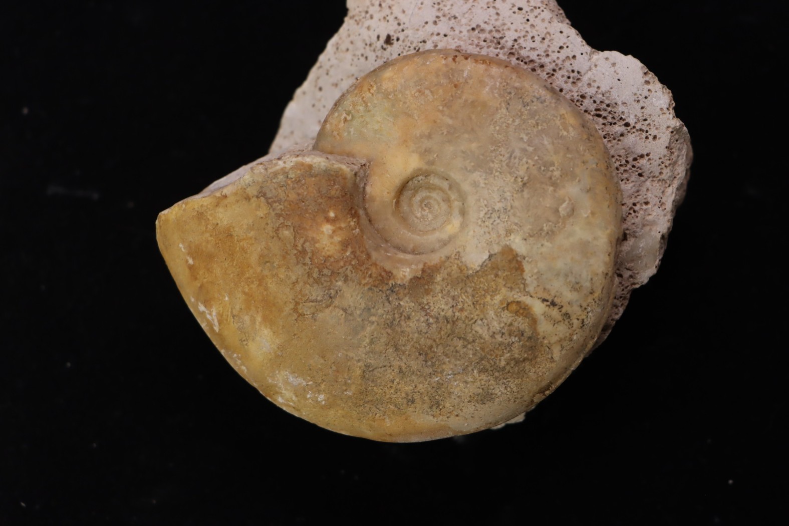 Sublunuloceras gr. virguloides (Gerard et Contaut, 1936) - callovian - Montreuil Bellay - FRANCE