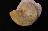 Sublunuloceras gr. virguloides (Gerard et Contaut, 1936) - callovian - Montreuil Bellay - FRANCE