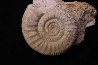 Hamulisphinctes hamulatus (Buckman, 1921) - callovian - Montreuil Bellay - FRANCE
