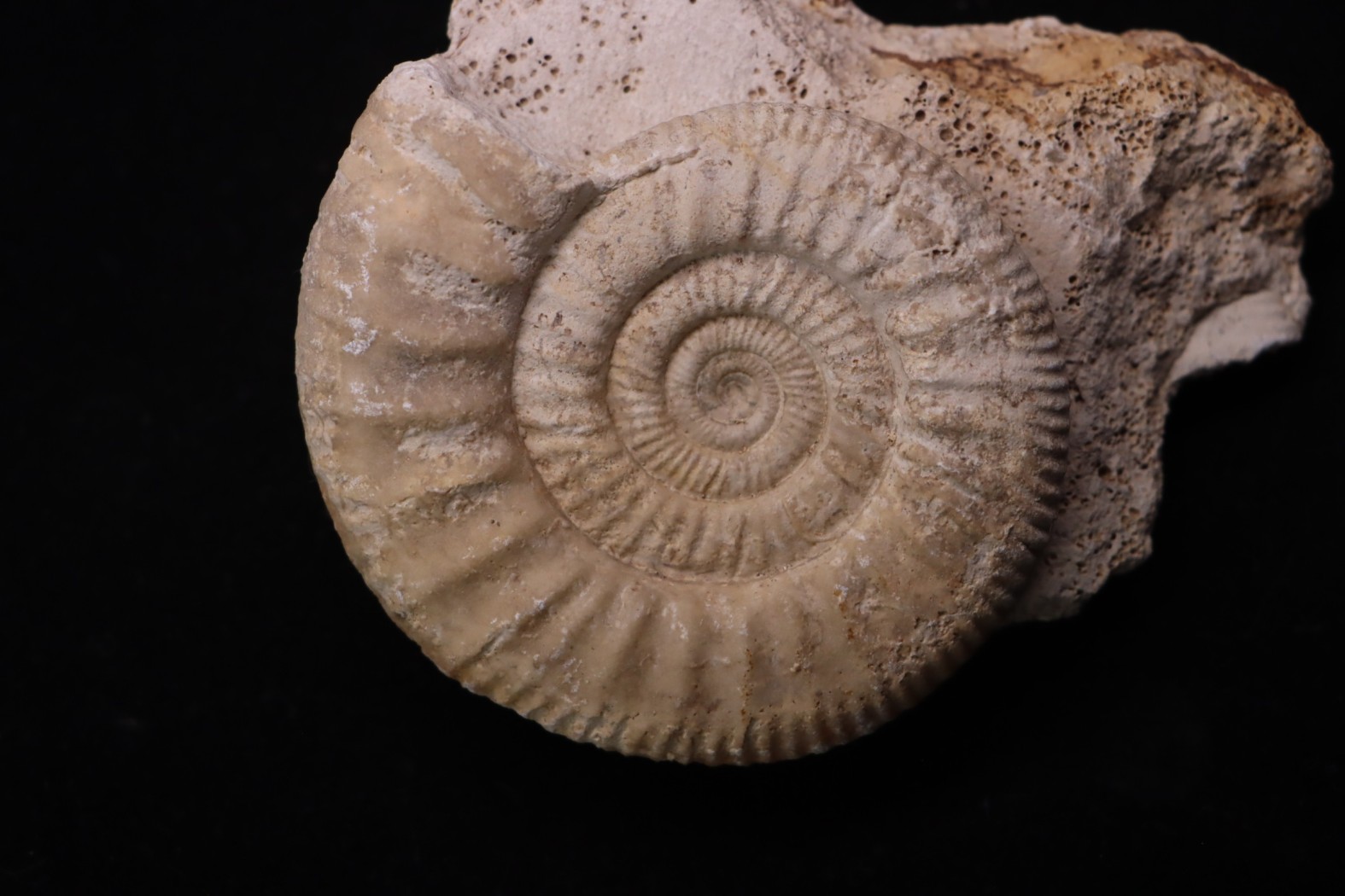 Hamulisphinctes hamulatus (Buckman, 1921) - callovien - Montreuil Bellay- FRANCE