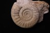 Hamulisphinctes hamulatus (Buckman, 1921) - callovien - Montreuil Bellay- FRANCE