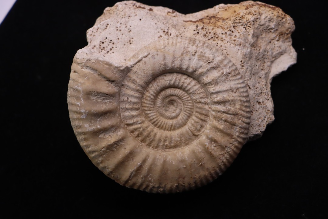 Hamulisphinctes hamulatus (Buckman, 1921) - callovien - Montreuil Bellay- FRANCE
