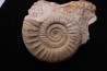 Hamulisphinctes hamulatus (Buckman, 1921) - callovian - Montreuil Bellay - FRANCE
