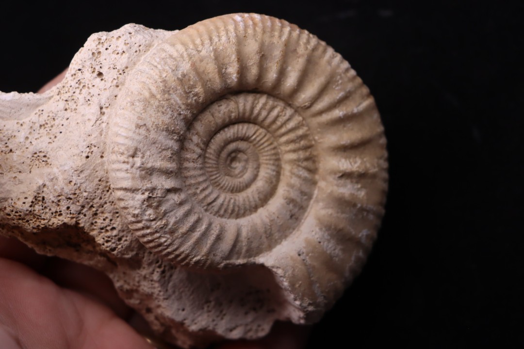Hamulisphinctes hamulatus (Buckman, 1921) - callovian - Montreuil Bellay - FRANCE