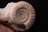 Hamulisphinctes hamulatus (Buckman, 1921) - callovien - Montreuil Bellay- FRANCE