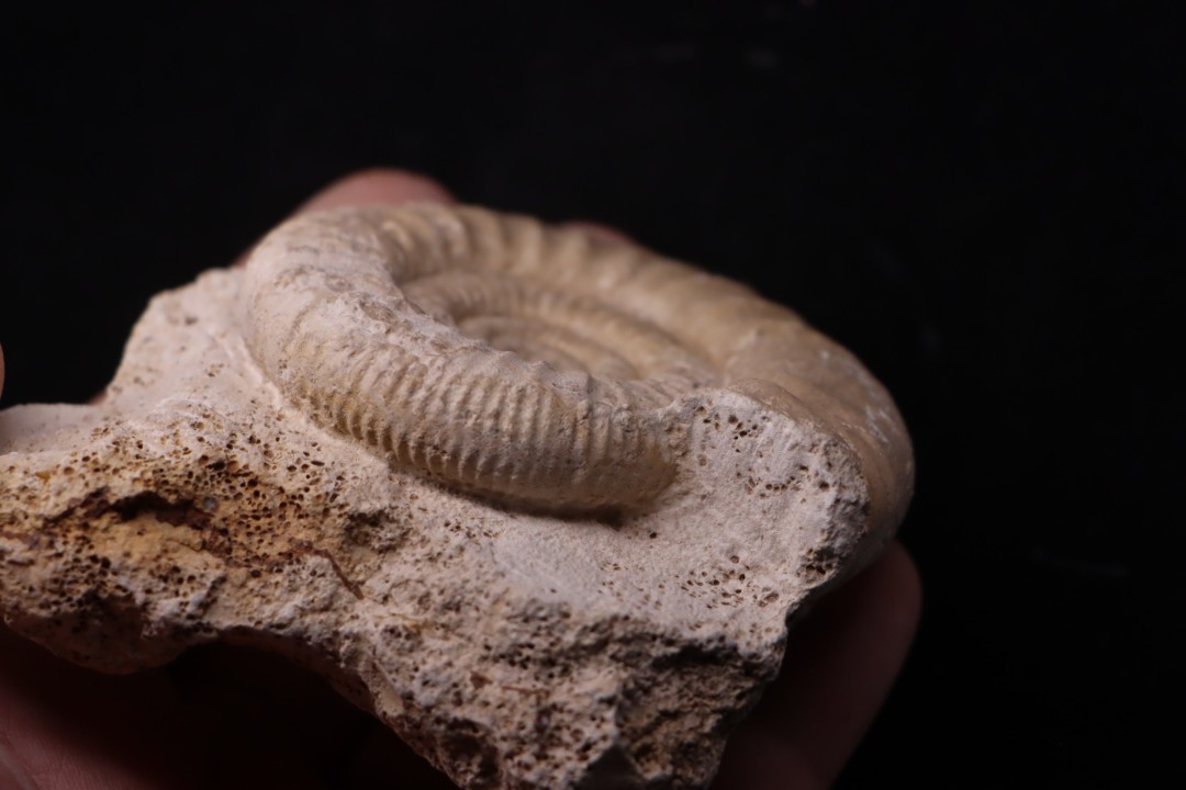 Hamulisphinctes hamulatus (Buckman, 1921) - callovian - Montreuil Bellay - FRANCE