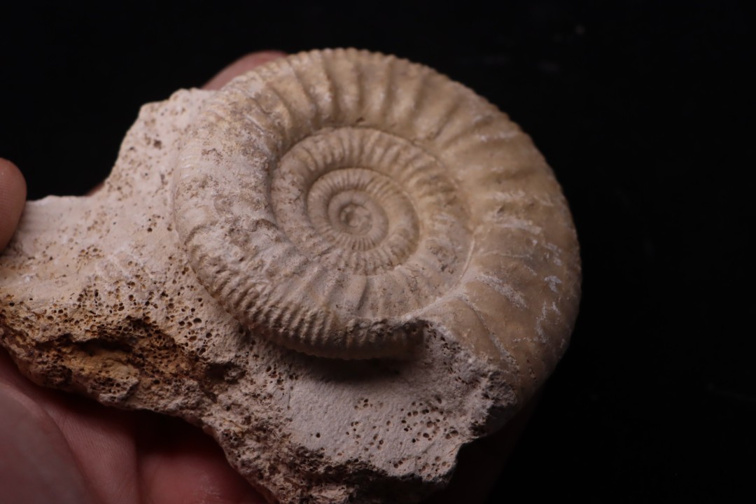 Hamulisphinctes hamulatus (Buckman, 1921) - callovien - Montreuil Bellay- FRANCE
