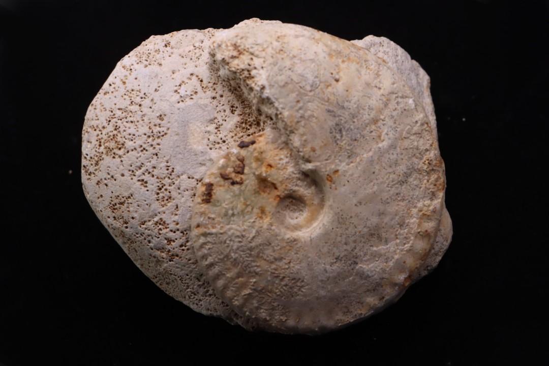 Sublunuloceras gr. virguloides (Gerard et  Contaut, 1936)  - callovian - Montreuil Bellay - FRANCE