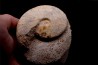 Sublunuloceras gr. virguloides (Gerard et Contaut, 1936) - callovian - Montreuil Bellay - FRANCE