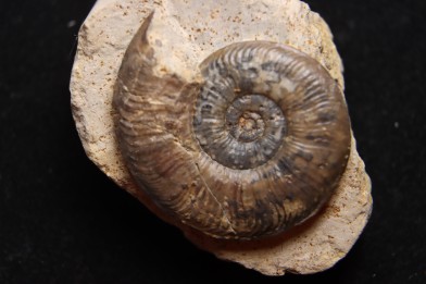 Pleydellia subcompta  (Branco)   Toarcien sup   Brionnais, Saone et Loire, France
