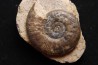 Pleydellia subcompta  (Branco)   Toarcien sup   Brionnais, Saone et Loire, France