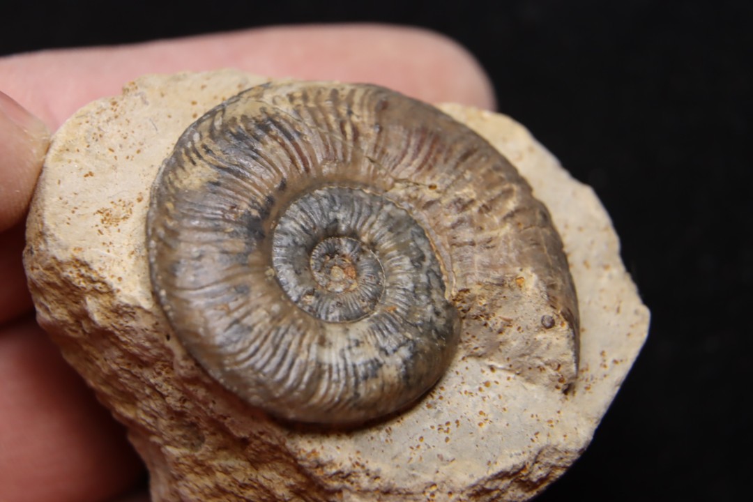 Pleydellia subcompta  (Branco)   Toarcien sup   Brionnais, Saone et Loire, France