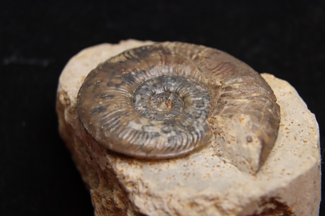Pleydellia subcompta  (Branco)   Toarcien sup   Brionnais, Saone et Loire, France