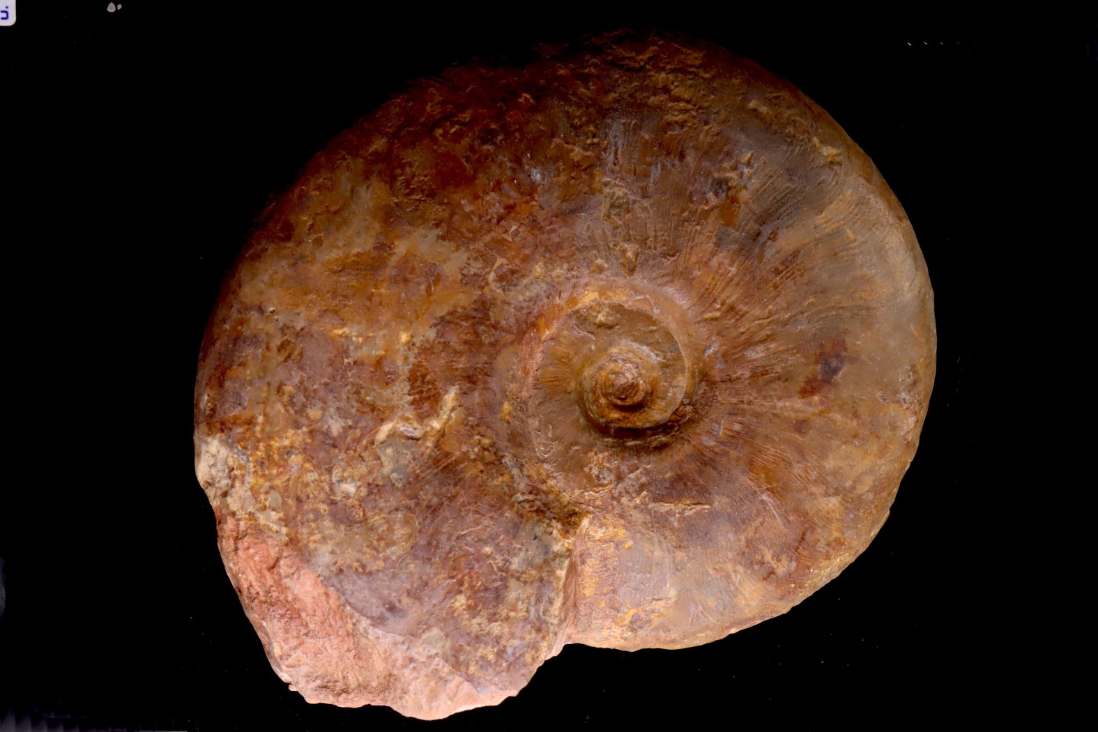 LEIOCERAS COMPTUM - AALENIAN - Carriere Belmont - LYON - FRANCE