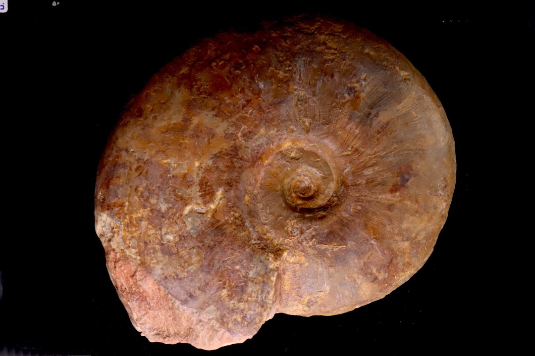 LEIOCERAS COMPTUM - AALENIEN - Carriere Belmont - FRANCE