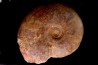 LEIOCERAS COMPTUM - AALENIAN - Carriere Belmont - LYON - FRANCE