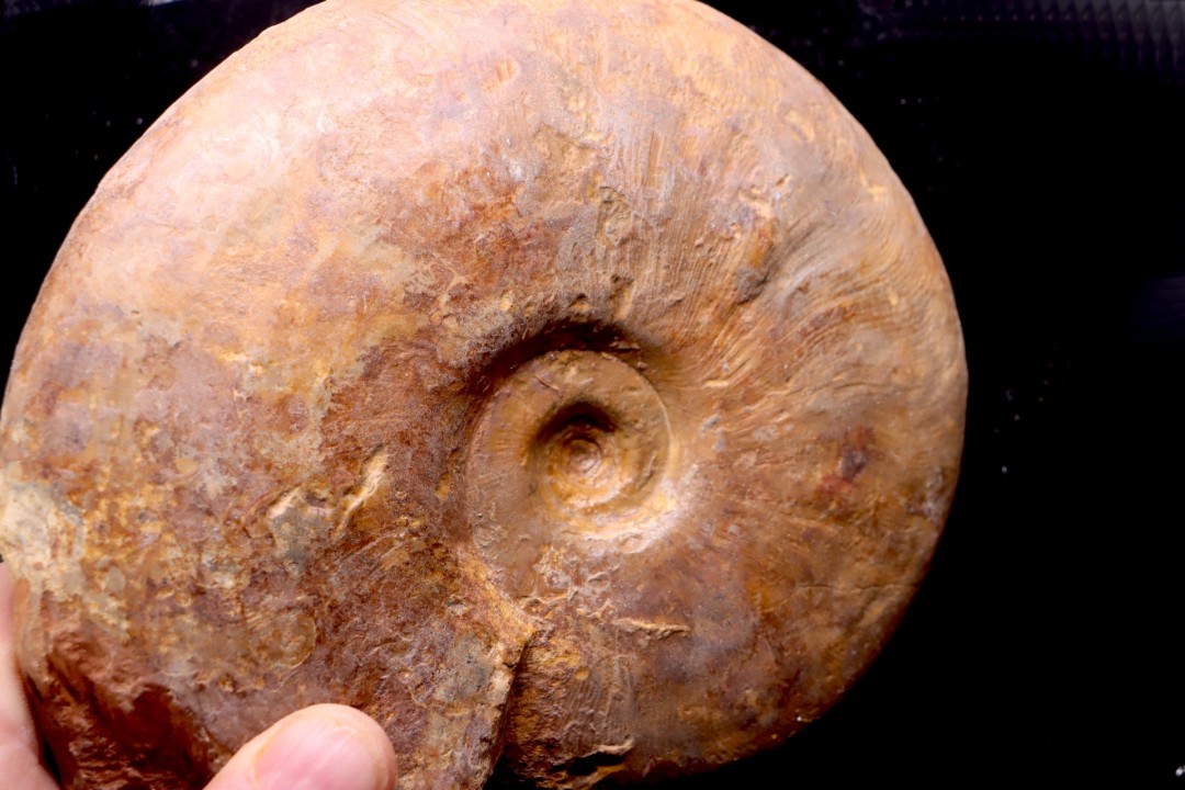 LEIOCERAS COMPTUM - AALENIAN - Carriere Belmont - LYON - FRANCE