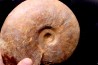 LEIOCERAS COMPTUM - AALENIEN - Carriere Belmont - FRANCE