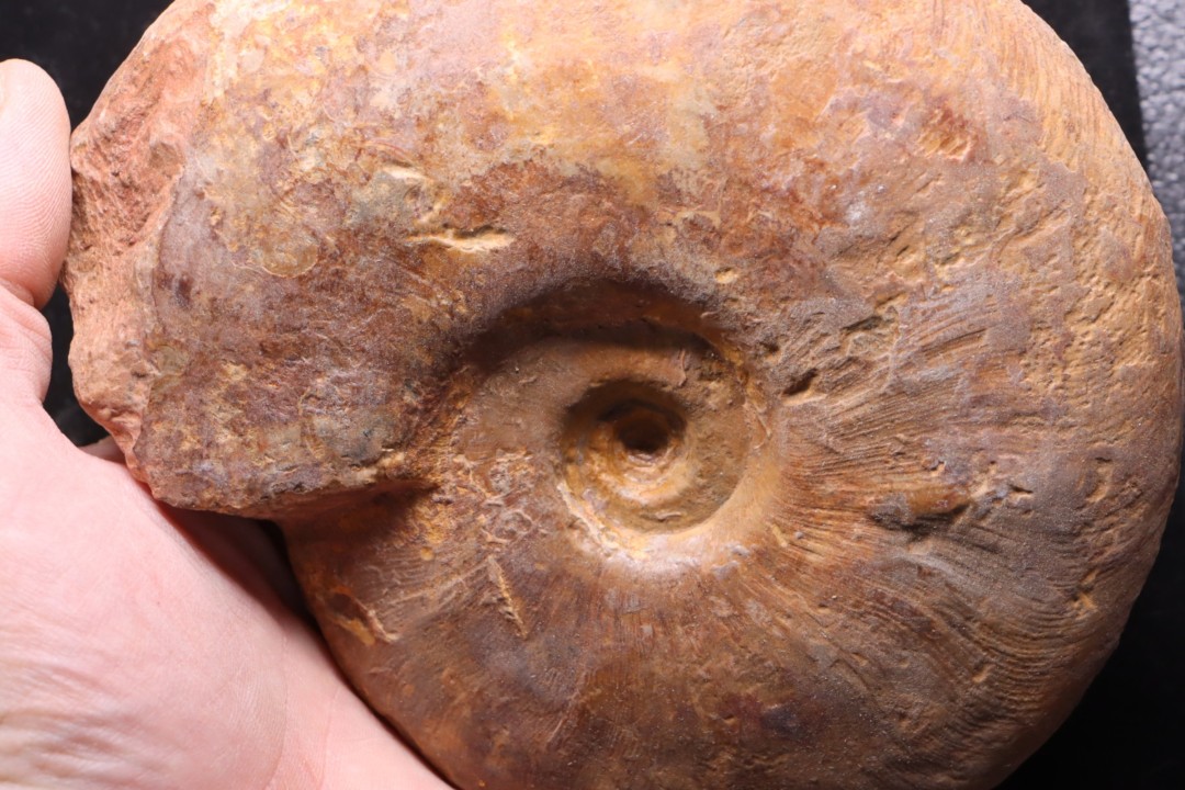 LEIOCERAS COMPTUM - AALENIAN - Carriere Belmont - LYON - FRANCE