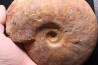 LEIOCERAS COMPTUM - AALENIEN - Carriere Belmont - FRANCE