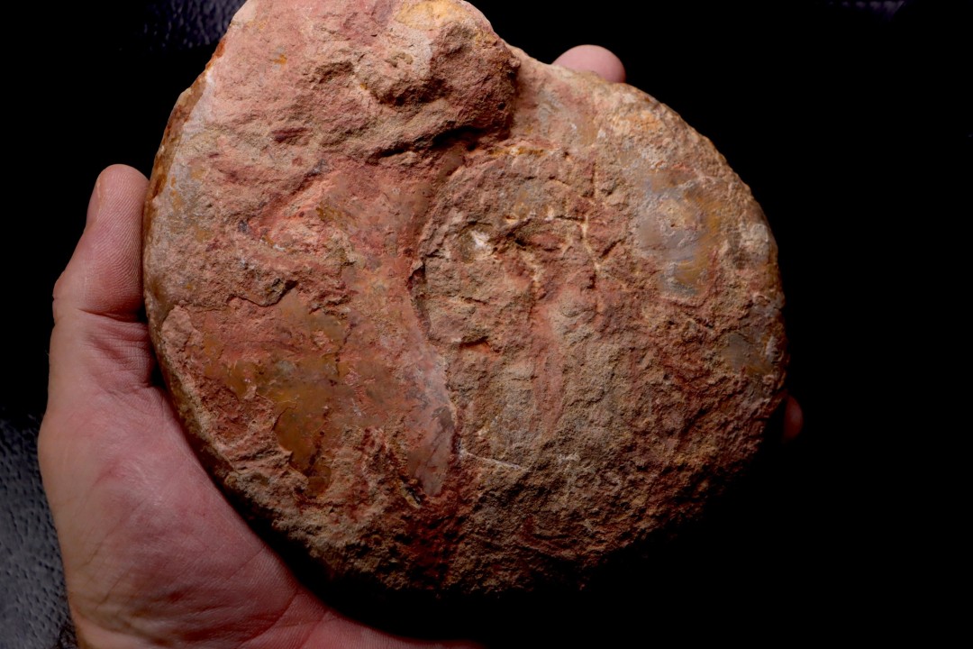LEIOCERAS COMPTUM - AALENIAN - Carriere Belmont - LYON - FRANCE