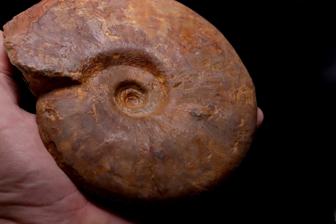 LEIOCERAS COMPTUM - AALENIAN - Carriere Belmont - LYON - FRANCE
