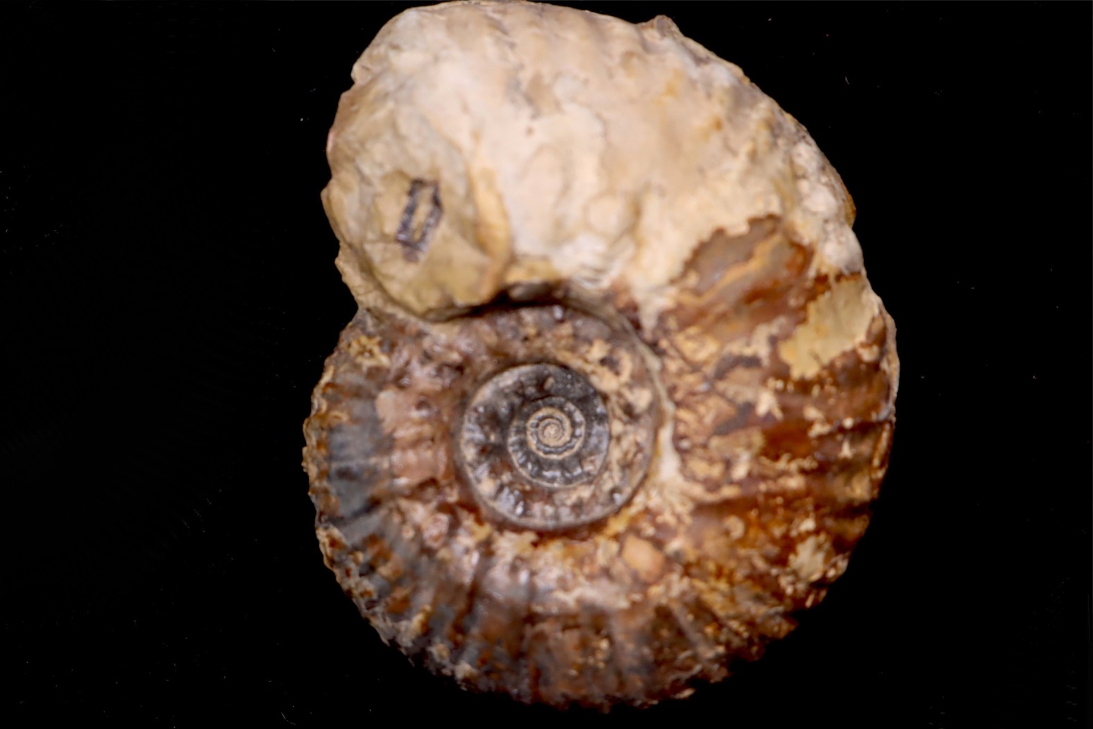 Hammatoceras Pachu (Buckman, 1921) Toarcien région de Charlieu, Brionnais - FRANCE