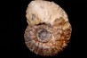 Hammatoceras Pachu (Buckman, 1921) Toarcien région de Charlieu, Brionnais - FRANCE