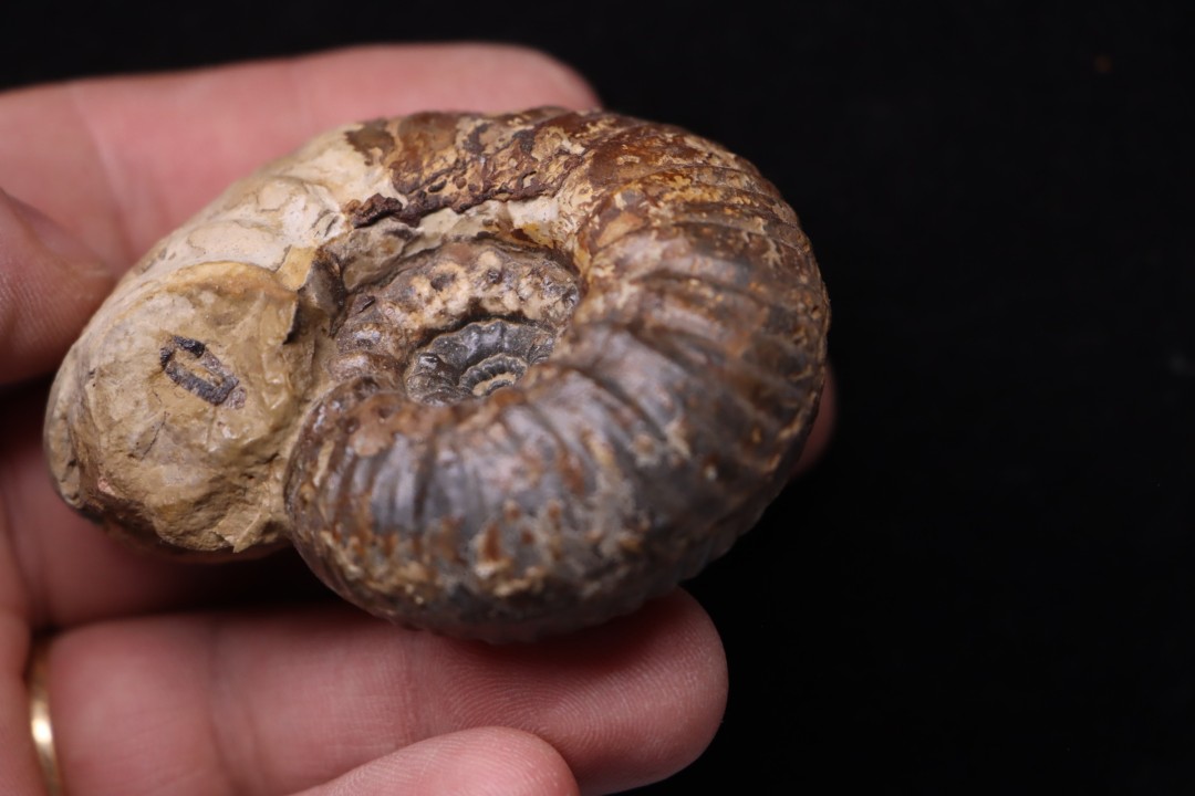 Hammatoceras Pachu (Buckman, 1921)  Toarcien  région de Charlieu, Brionnais - FRANCE