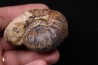 Hammatoceras Pachu (Buckman, 1921) Toarcien région de Charlieu, Brionnais - FRANCE