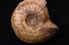 Gruneria gr. gruneri (Dumortier, 1874) Toarcien sup.  région de Charlieu, Loire - FRANCEnais