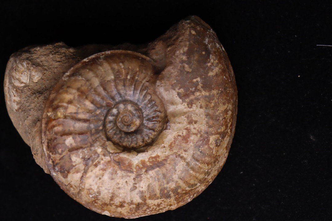 Gruneria gr. gruneri (Dumortier, 1874) Toarcien sup.  région de Charlieu, Loire - FRANCEnais